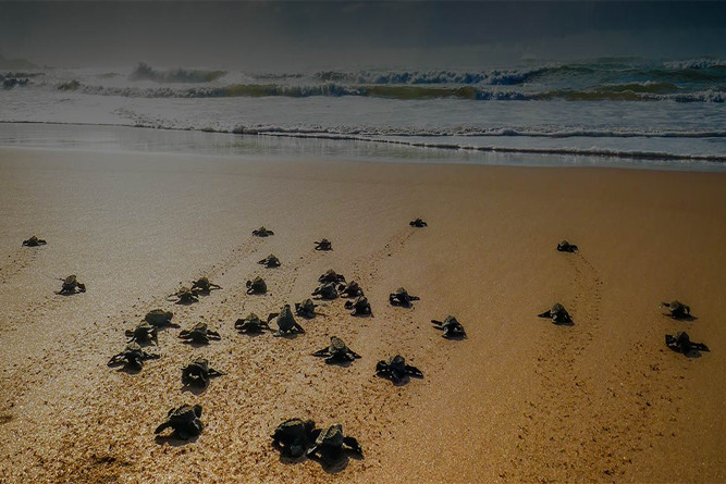 Highlights of Sri Lanka